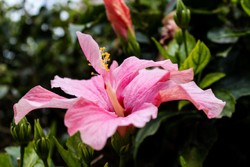 Big pink hibiscus flower in Israel