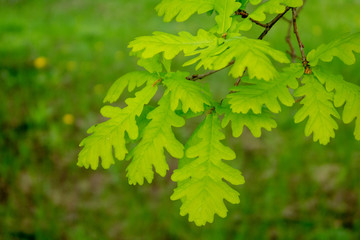 green young sping leaves of an oak tree