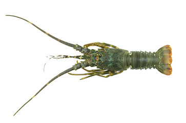 Spiny lobster isolated on white background, Palinurus vulgaris	