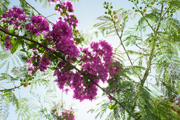 Pink, violet Bougainvillea flowers, Mimosa, green leaves, spring blossom on sunny day light. - obrazy, fototapety, plakaty