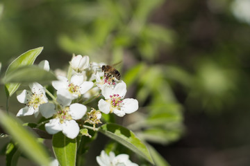 bee on a apple tree flower