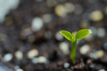 Green Lemon sprout growing from the ground