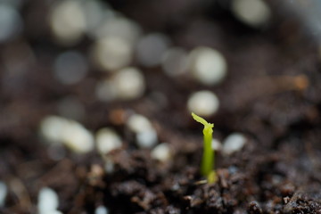 Green Lemon sprout growing from the ground