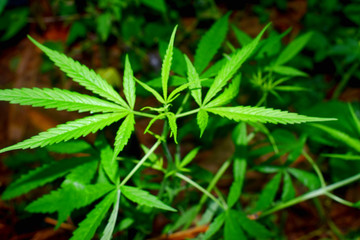 Naklejka na ściany i meble Close Up of green marijuana cannabis leaves on dark background