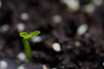 Green Lemon sprout growing from the ground