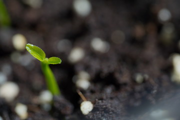 Green Lemon sprout growing from the ground