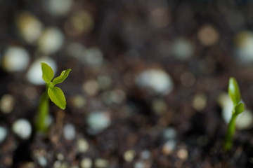 Green Lemon sprout growing from the ground