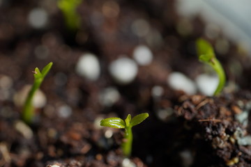 Green Lemon sprout growing from the ground