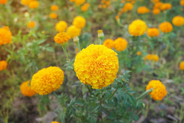 Marigold (Tagetes erecta, Mexican marigold, Aztec marigold, African marigold) on nature background.