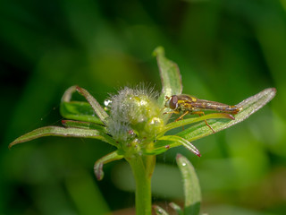 hooverfly on flower

