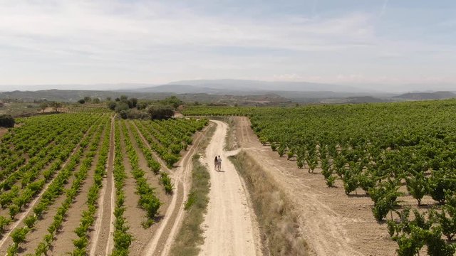 La Rioja Wine Region Spain. 4k DRONE aerial view. Vineyards growing grapes for red wine. Green rolling hills. Dramatic landscape. Viticulture, scenic, drinking. Couple Walking. Cinematic.
