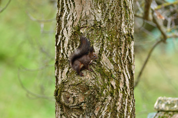 Eurasian red Squirrel lurking and climbs the tree branch in the forest
