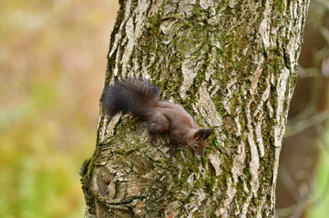 Eurasian red Squirrel lurking and climbs the tree branch in the forest