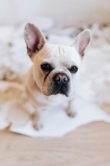 Dog is helping to renovate house