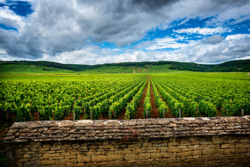 Hills covered with vineyards in the wine region of Burgundy, France