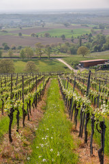 Vineyards Of Laufen, Muggaedt, Britzingen, Black Forest, Schwarzwald