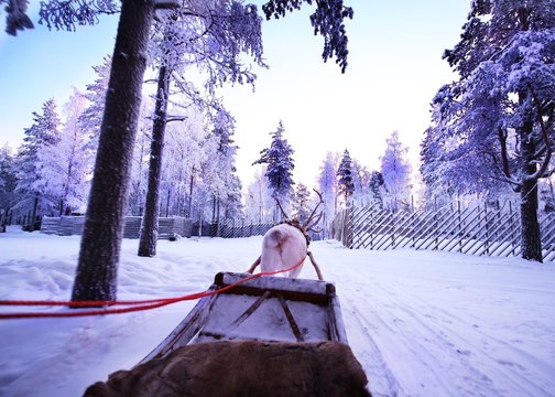 Reindeer Pulling Sled On Snow Covered Landscape