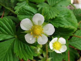 
wild strawberry flowers on a bush in the grass in sunny weather