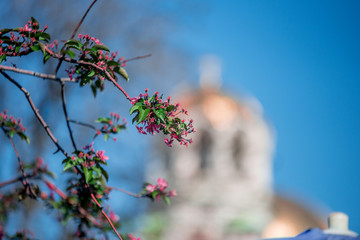 Blooming tree branch with a blurry Sofia City Center background