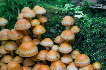 group of honey agaric on a stump. Armillaria, mellea close up