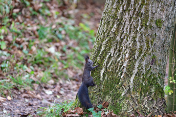 Eurasian red Squirrel lurking and climbs the tree branch in the forest