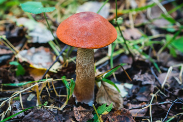 aspen growing among the grass and leaves in the forest