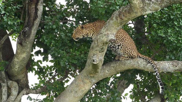 Big African leopard watching from a tree in the Maasai Mara Reserve in Kenya.