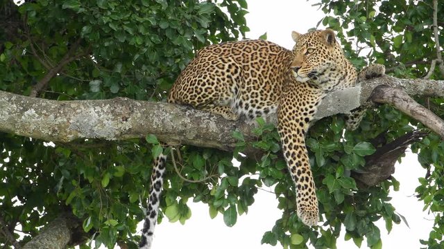 Alert African leopard  in a tree in the Maasai Mara Reserve in Kenya.