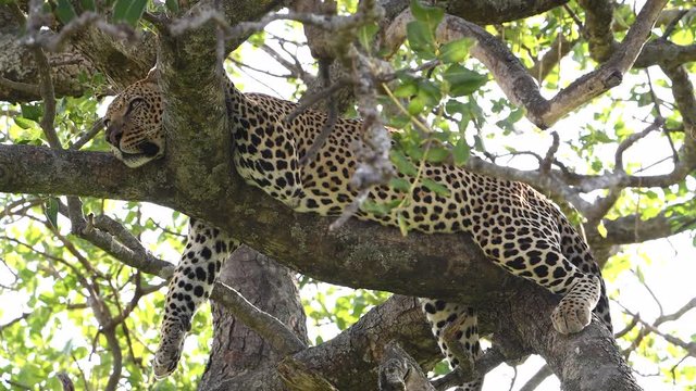 African leopard resting in a tree in the Maasai Mara Reserve in Kenya.