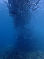 竜巻のようなギンガメアジの大群