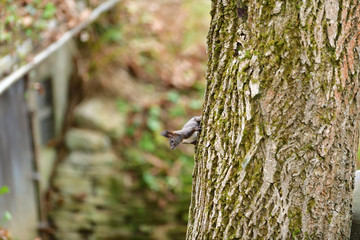 Eurasian red Squirrel climbs the leaves on the ground in the forest and looks for food