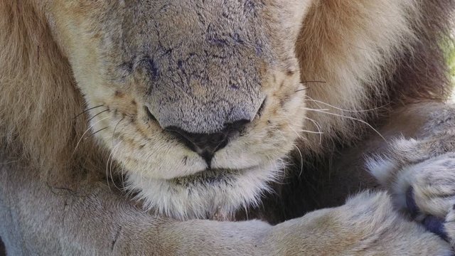 Old Male Lion With Battle Scars On Nose And Licking His Paw In Okavango Delta In Botswana, Africa.-  close up shot