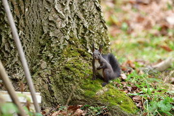 Eurasian red  Squirrel shells and eats nuts in the autumn leaf