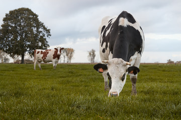 Cows in the meadow under grey sky Belgium Flanders