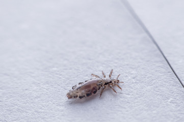 Macro Close Up Pediculus humanus capitis head louse