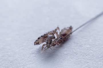 Macro Close Up Pediculus humanus capitis head louse