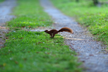 
Eurasian red Squirrel runs around the leaves in autumn and looks for food
