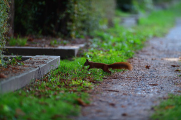 
Eurasian red Squirrel runs around the leaves in autumn and looks for food
