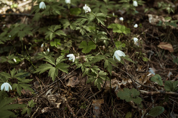 Many white daisies in top view of meadow