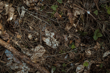 Natural oak forest ground with some leaves, twigs and berries. Forest soil texture background