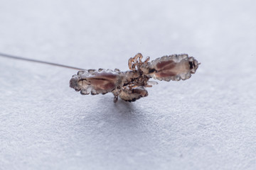 Macro Close Up Pediculus humanus capitis head louse
