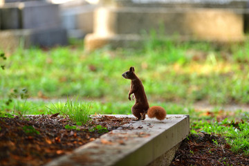Eurasian red Squirrel is jumping  among the graves at the cemetery in the park