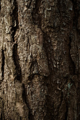 Old Wood Tree Texture Background Pattern