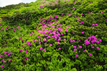Blooming rhododendron in the Eastern Carpathians