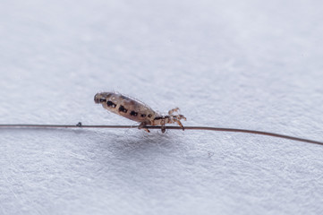 Macro Close Up Pediculus humanus capitis head louse