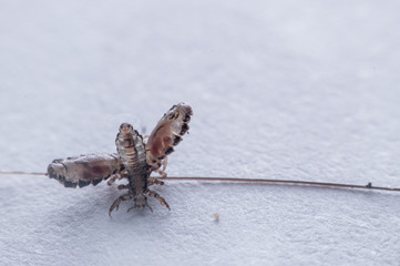 Macro Close Up Pediculus humanus capitis head louse
