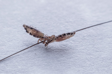 Macro Close Up Pediculus humanus capitis head louse