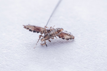 Macro Close Up Pediculus humanus capitis head louse