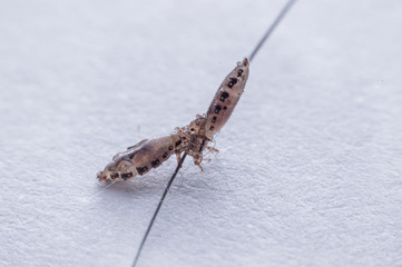 Macro Close Up Pediculus humanus capitis head louse