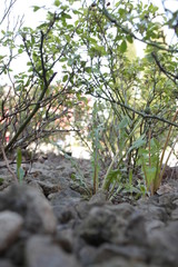 Steindschungel in der  Stadt